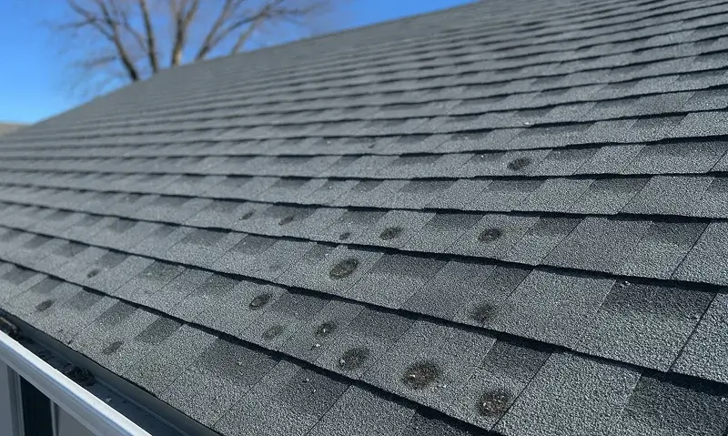 Hail damage on asphalt shingles showing bruising and granule loss